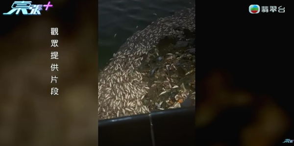 啟德河現大量死魚，圖片來源︰東張西望。