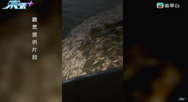啟德河現大量死魚，圖片來源︰東張西望。