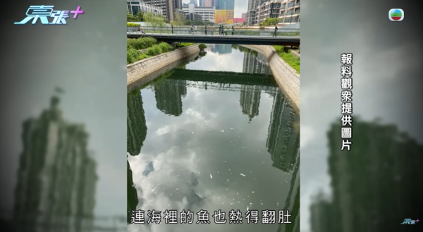 啟德河現大量死魚，圖片來源︰東張西望。
