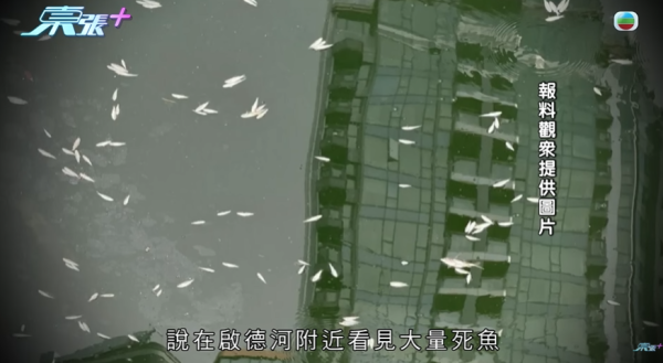 啟德河現大量死魚，圖片來源︰東張西望。