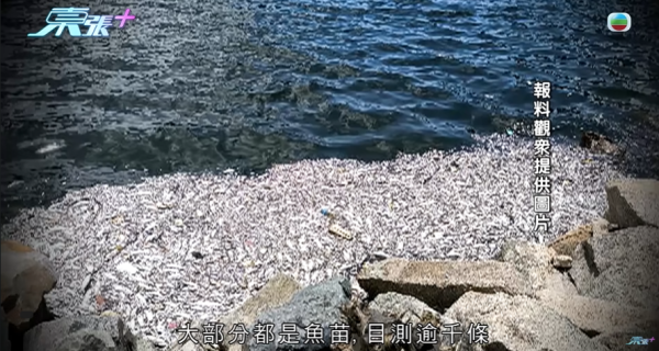 啟德河現大量死魚，圖片來源︰東張西望。