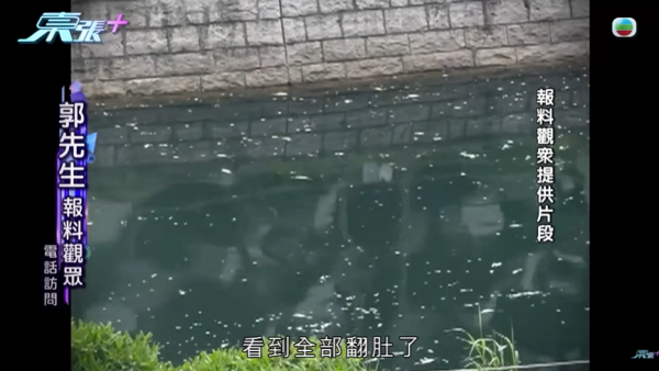 啟德河現大量死魚，圖片來源︰東張西望。