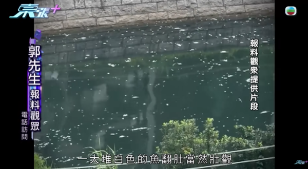 啟德河現大量死魚，圖片來源︰東張西望。