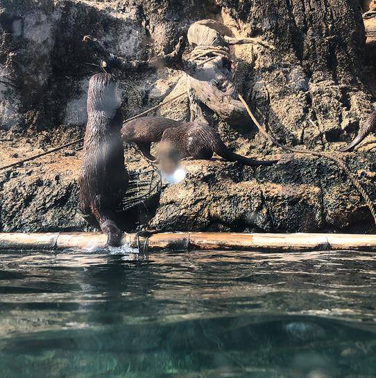 珠海長隆海洋王國遊玩攻略（圖片來源︰珠海長隆海洋王國官方網站）