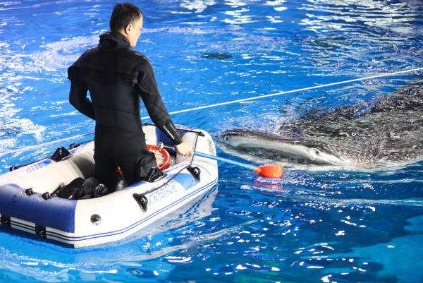 珠海長隆海洋王國遊玩攻略（圖片來源︰珠海長隆海洋王國官方網站）