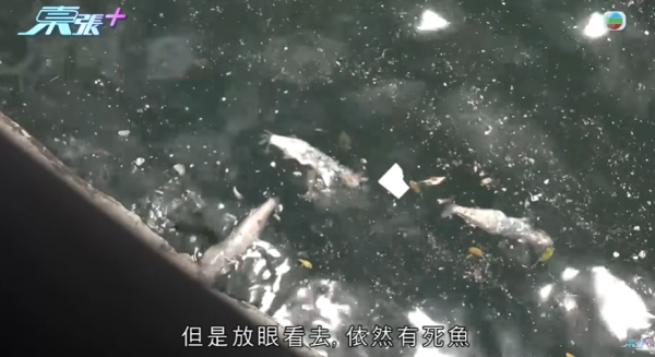 啟德河現大量死魚，圖片來源︰東張西望。