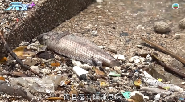 啟德河現大量死魚，圖片來源︰東張西望。