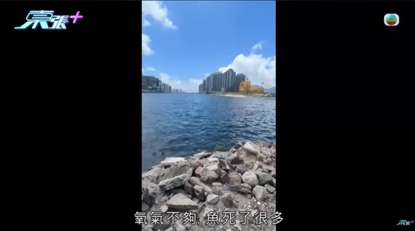 啟德河現大量死魚，圖片來源︰東張西望。