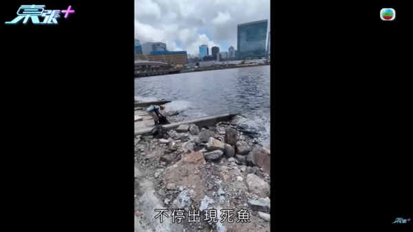 啟德河現大量死魚，圖片來源︰東張西望。