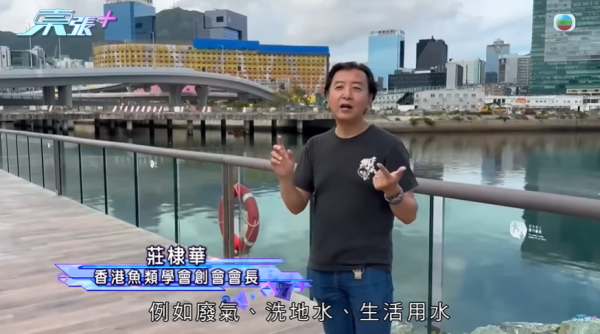 啟德河現大量死魚，圖片來源︰東張西望。