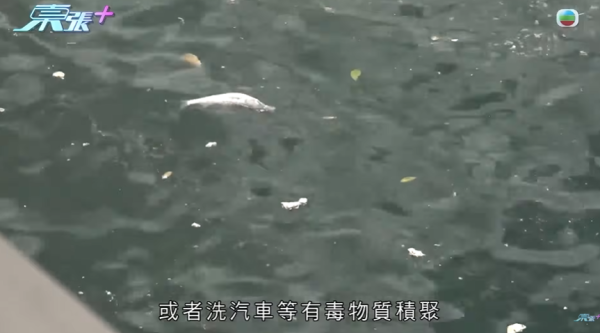 啟德河現大量死魚，圖片來源︰東張西望。