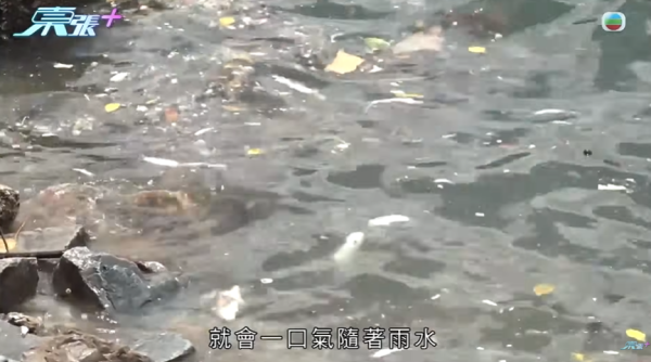 啟德河現大量死魚，圖片來源︰東張西望。