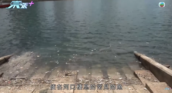 啟德河現大量死魚，圖片來源︰東張西望。