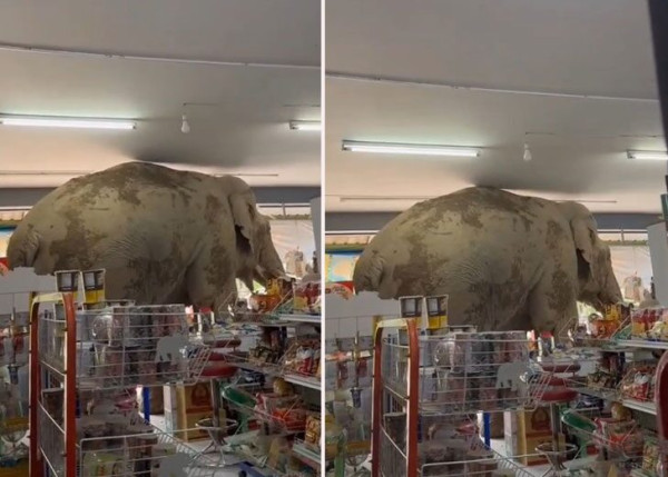 多圖 ｜調皮野象闖入泰國雜貨店！下一秒舉動驚人！專吃1零食獲讚識食 
