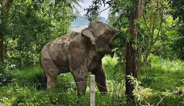多圖 ｜調皮野象闖入泰國雜貨店！下一秒舉動驚人！專吃1零食獲讚識食 