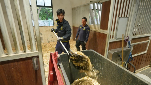 張馳豪Aska近距離接觸馬匹初體驗 落手清理馬糞親力親為大讚零異味