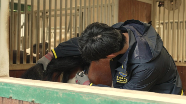 張馳豪Aska近距離接觸馬匹初體驗 落手清理馬糞親力親為大讚零異味