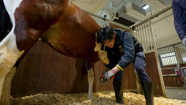 張馳豪Aska近距離接觸馬匹初體驗 落手清理馬糞親力親為大讚零異味