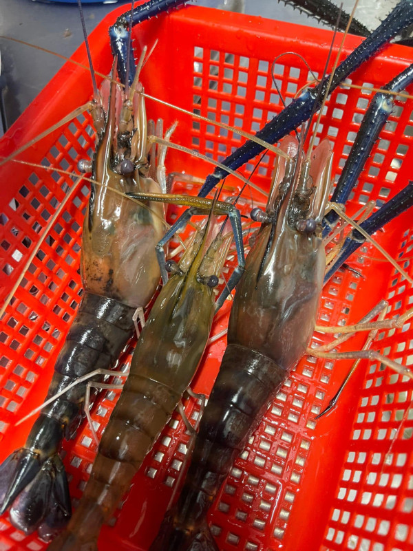 荔枝角室內釣蝦場2小時任釣！釣蝦王保底8隻蝦+免費烹調