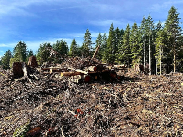 非AI非噴漆！巨型笑臉現身美國森林山坡 百分百自然生成/每年秋季即出現 