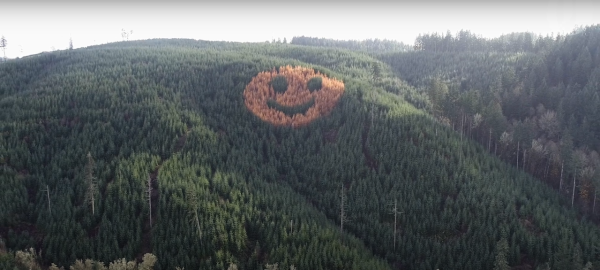 非AI非噴漆！巨型笑臉現身美國森林山坡 百分百自然生成/每年秋季即出現 