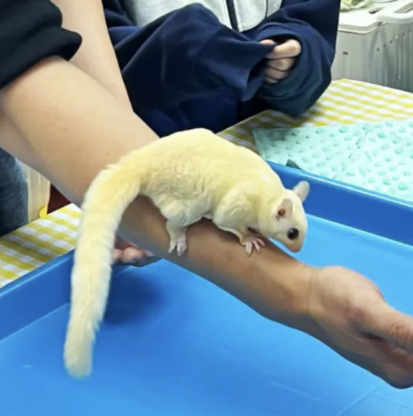 馬鞍山親子餐廳小動物體驗工作坊！帶領兒童親親罕見寵物+輕黏土製作！無限時任玩場內遊樂設施！