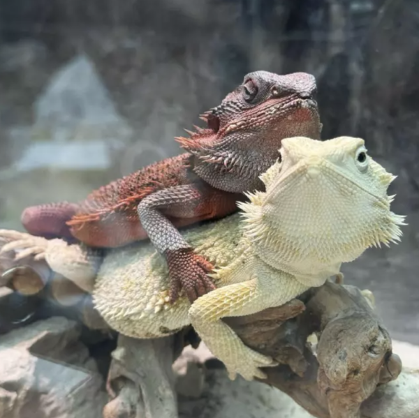 馬鞍山親子餐廳小動物體驗工作坊！帶領兒童親親罕見寵物+輕黏土製作！無限時任玩場內遊樂設施！