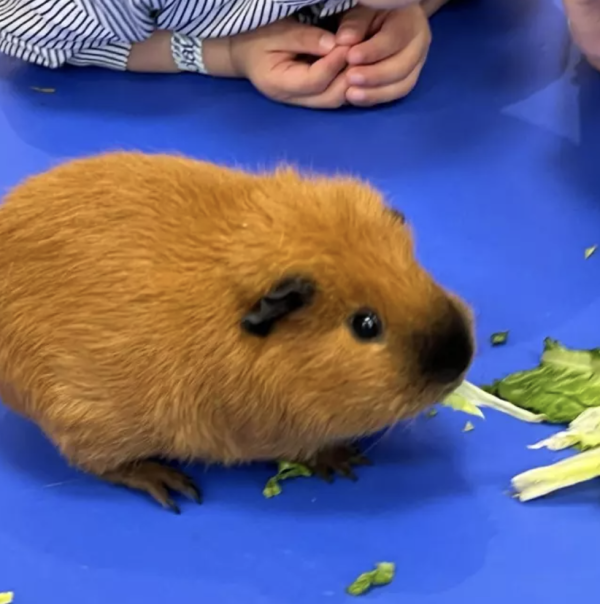 馬鞍山親子餐廳小動物體驗工作坊！帶領兒童親親罕見寵物+輕黏土製作！無限時任玩場內遊樂設施！