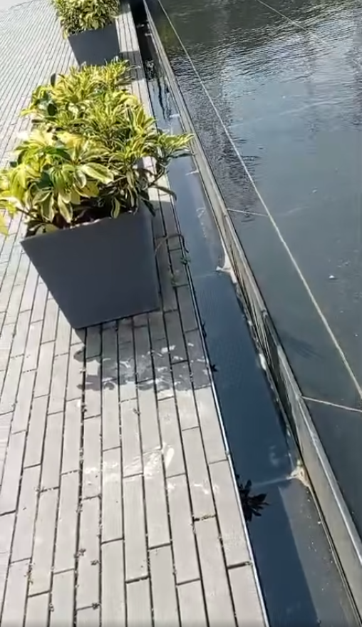 啟德水池邊驚現蛇蹤（圖片來源：Facebook群組「啟德居民自由講~」）