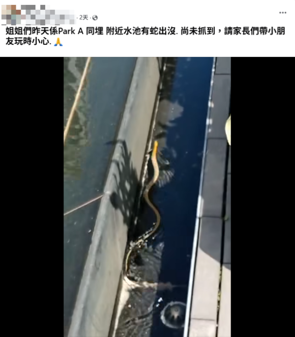 啟德水池邊驚現蛇蹤（圖片來源：Facebook群組「啟德居民自由講~」）