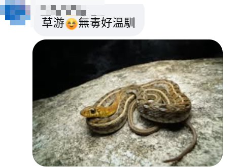 啟德公園驚見蛇蹤！黃色幼蛇水池邊游走！本港14類毒蛇要小心