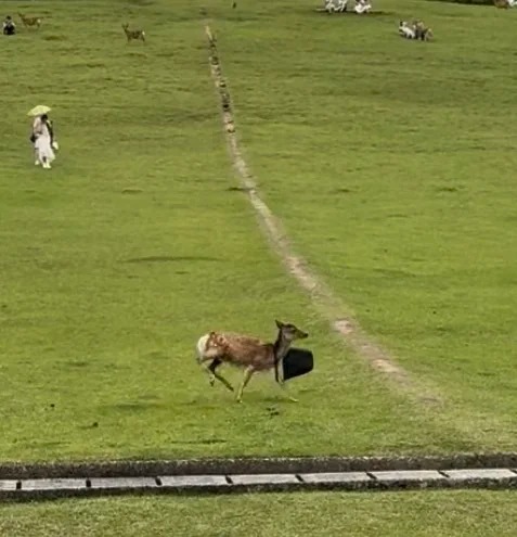 日本地鐵內地客霸優先座開餐 霸氣日本妹5句罵走!下場大快人心