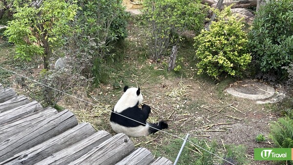 成都自由行(圖片來源：U Travel 編輯部)