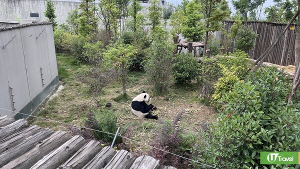 成都自由行(圖片來源：U Travel 編輯部)