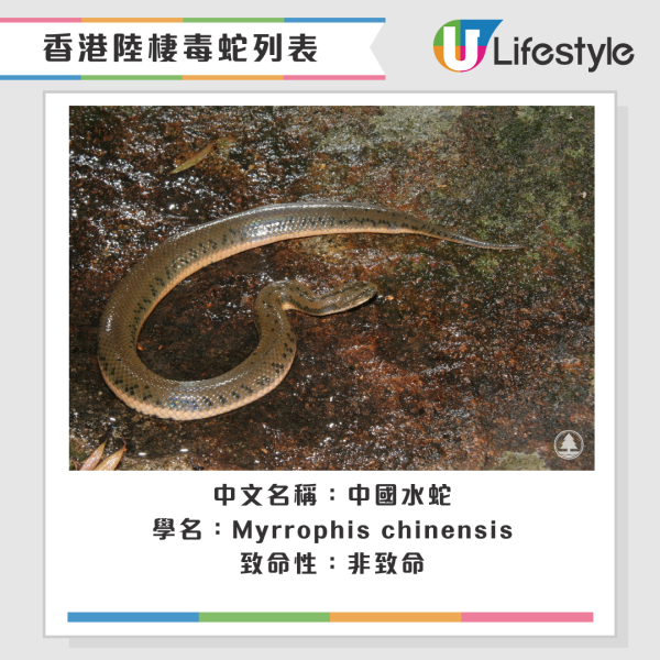 啟德公園驚見蛇蹤！黃色幼蛇水池邊游走！本港14類毒蛇要小心