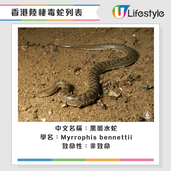 啟德公園驚見蛇蹤！黃色幼蛇水池邊游走！本港14類毒蛇要小心