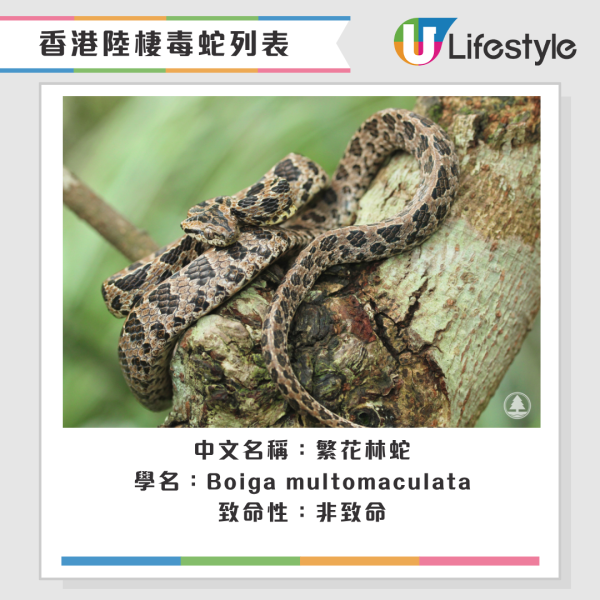 啟德公園驚見蛇蹤！黃色幼蛇水池邊游走！本港14類毒蛇要小心