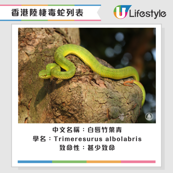 啟德公園驚見蛇蹤！黃色幼蛇水池邊游走！本港14類毒蛇要小心