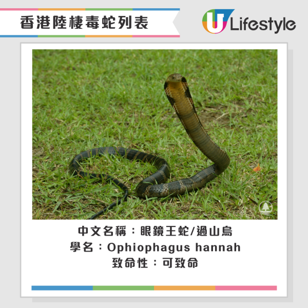 啟德公園驚見蛇蹤！黃色幼蛇水池邊游走！本港14類毒蛇要小心