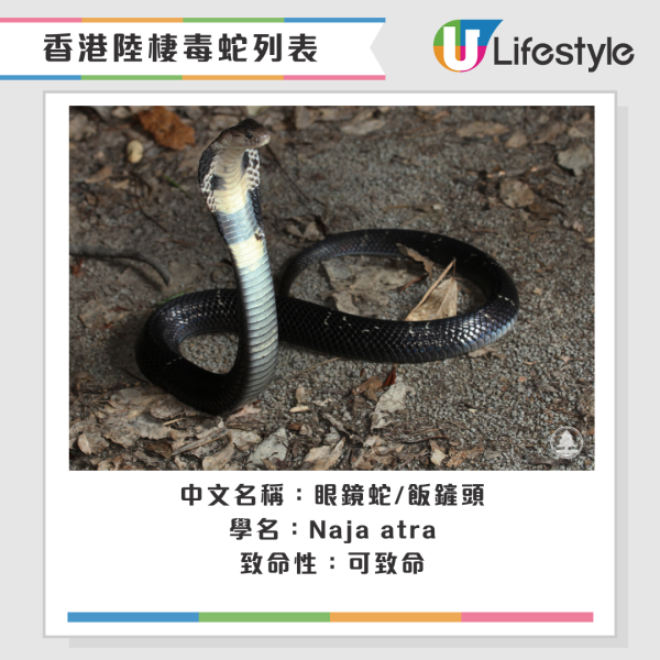 啟德公園驚見蛇蹤！黃色幼蛇水池邊游走！本港14類毒蛇要小心