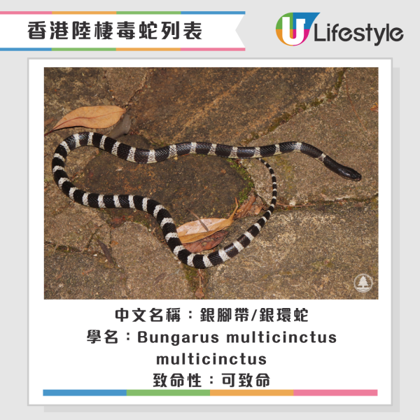 啟德公園驚見蛇蹤！黃色幼蛇水池邊游走！本港14類毒蛇要小心