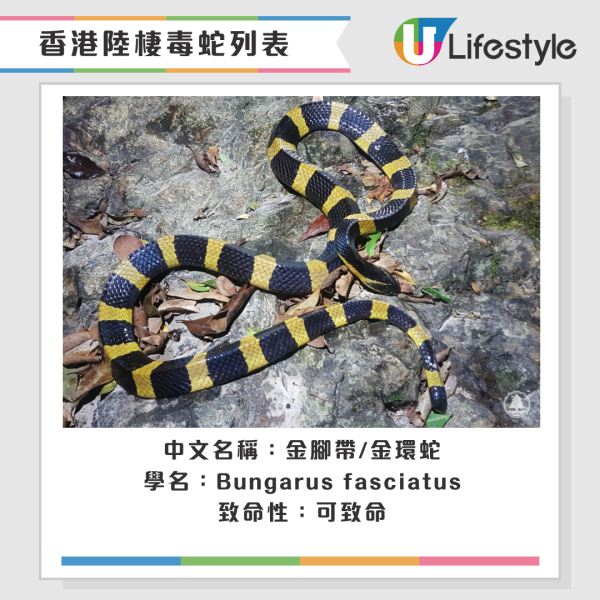 啟德公園驚見蛇蹤！黃色幼蛇水池邊游走！本港14類毒蛇要小心