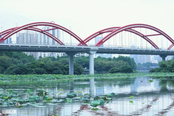 深圳賞荷花好去處 洪湖公園（圖片來源：深圳地鐵微信公眾號）