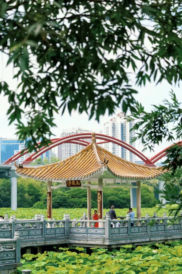 深圳賞荷花好去處 洪湖公園（圖片來源：深圳地鐵微信公眾號）