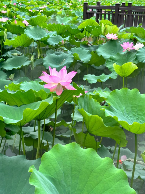 深圳賞荷花好去處 洪湖公園（圖片來源：小紅書＠阿群的生活）
