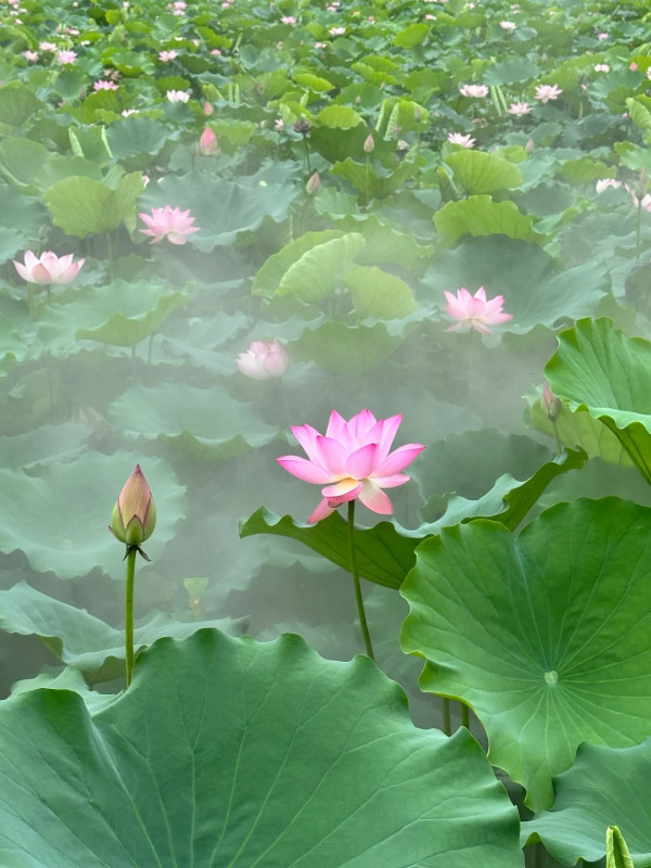 深圳賞荷花好去處 洪湖公園（圖片來源：小紅書＠阿群的生活）