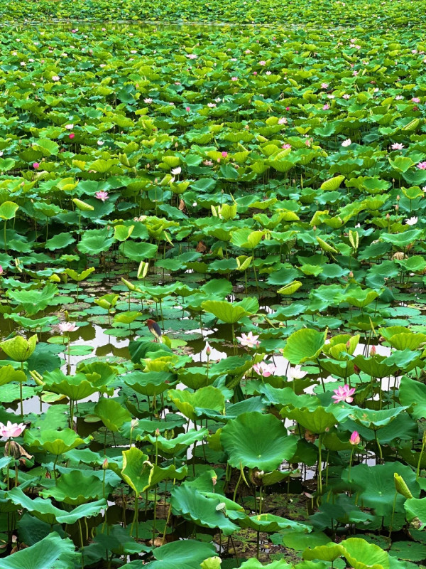 深圳賞荷花好去處 洪湖公園（圖片來源：小紅書＠阿群的生活）