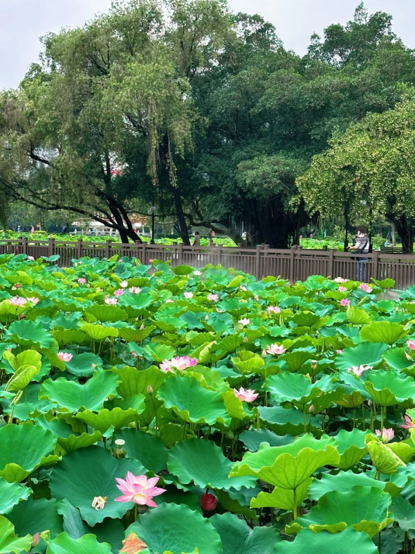 深圳賞荷花好去處 洪湖公園（圖片來源：小紅書＠阿群的生活）