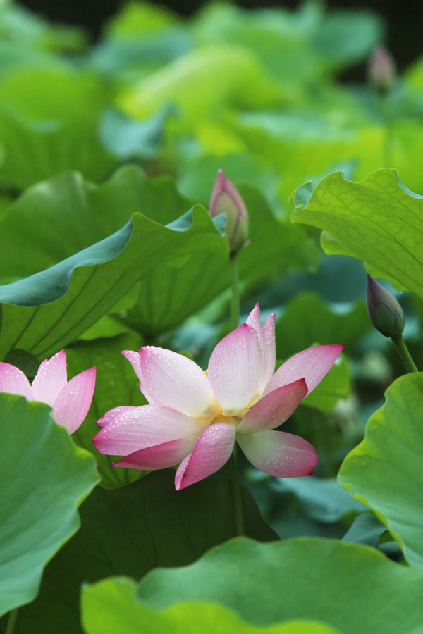 深圳賞荷花好去處 明湖公園（圖片來源：深圳光明微信公眾號）