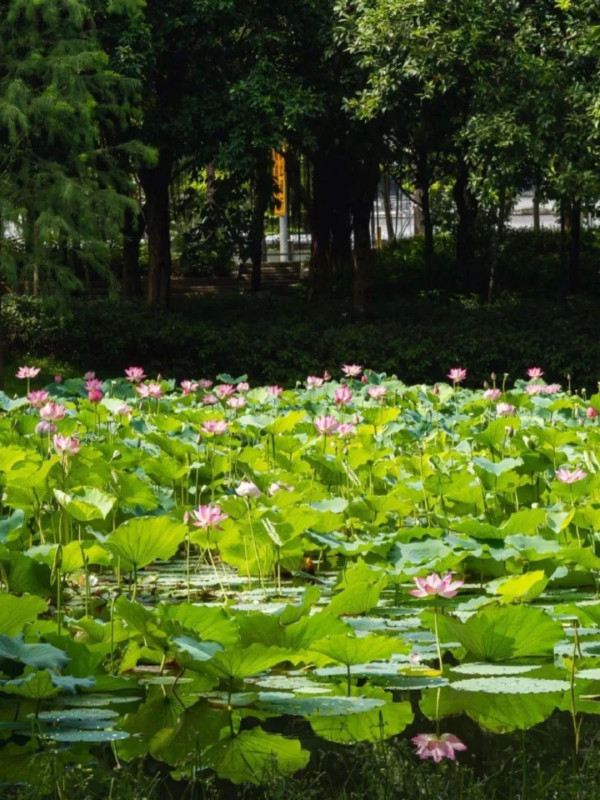 深圳賞荷花好去處 明湖公園（圖片來源：深圳光明微信公眾號）